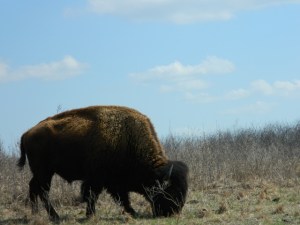 A conservation dependent species - not currently threatened, but could be without care