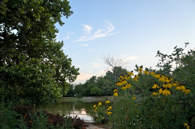 The pond at Dillon Nature Center