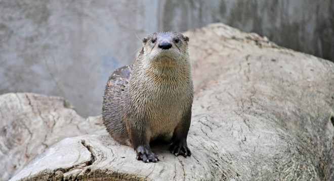 North American River Otter. Photo by Heather Paul